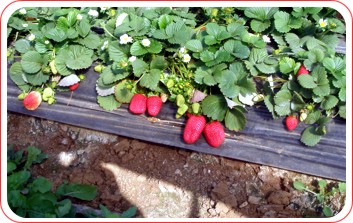 فروش نشاء توت فرنگی کامارزا، کوئین، پاروس در سنندج